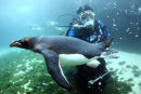 PENGUIN DIVING 4